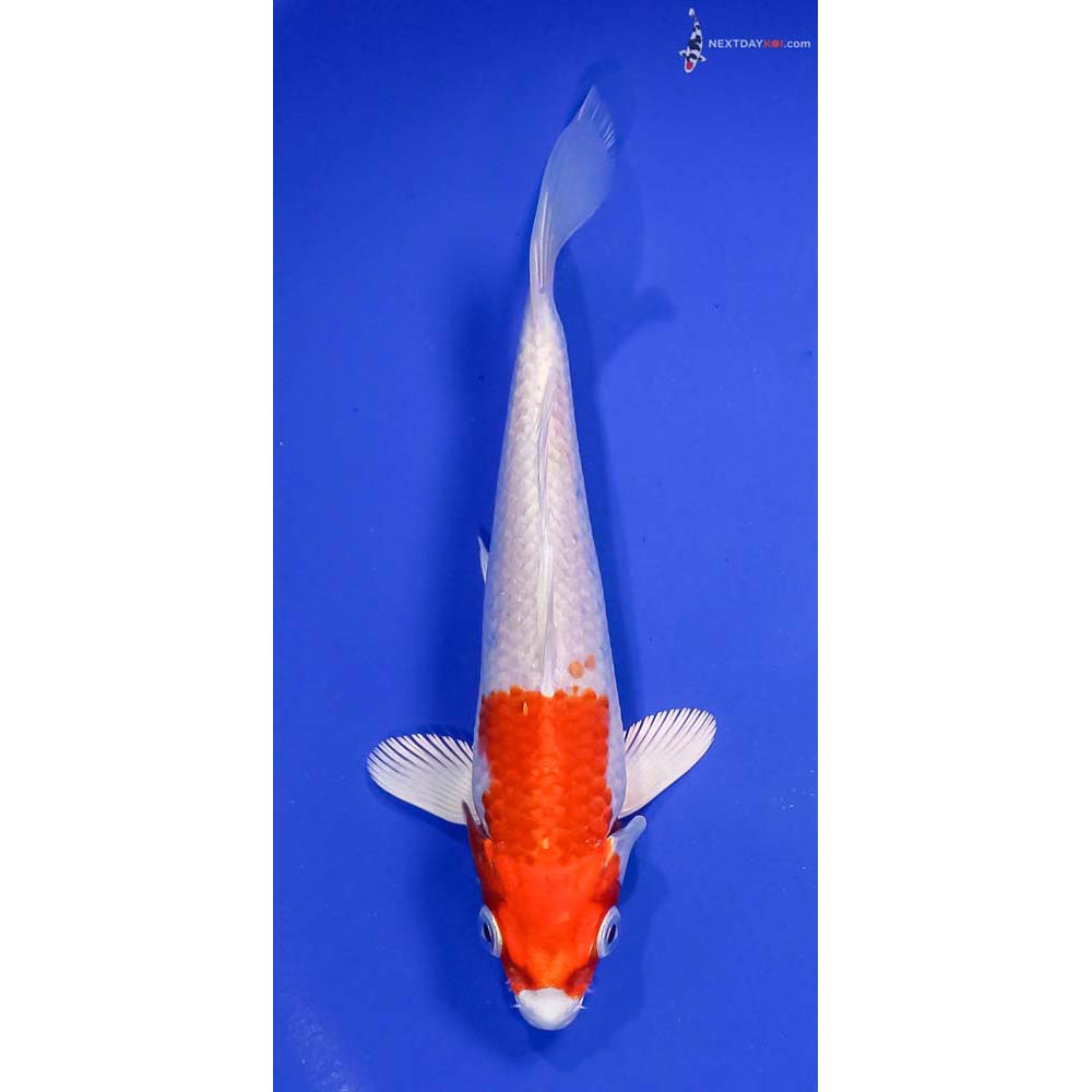 6” Imported Hariwake