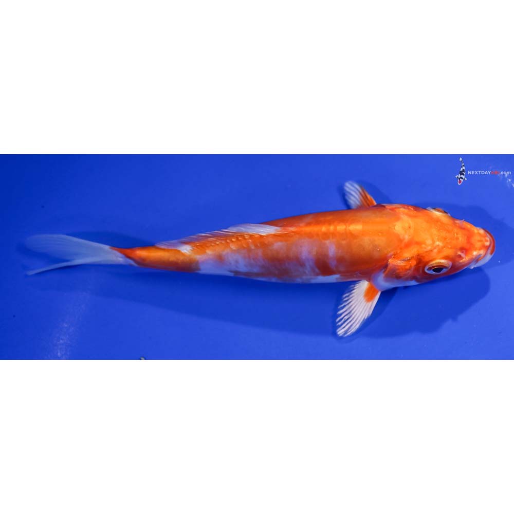 6” Imported Kikusui