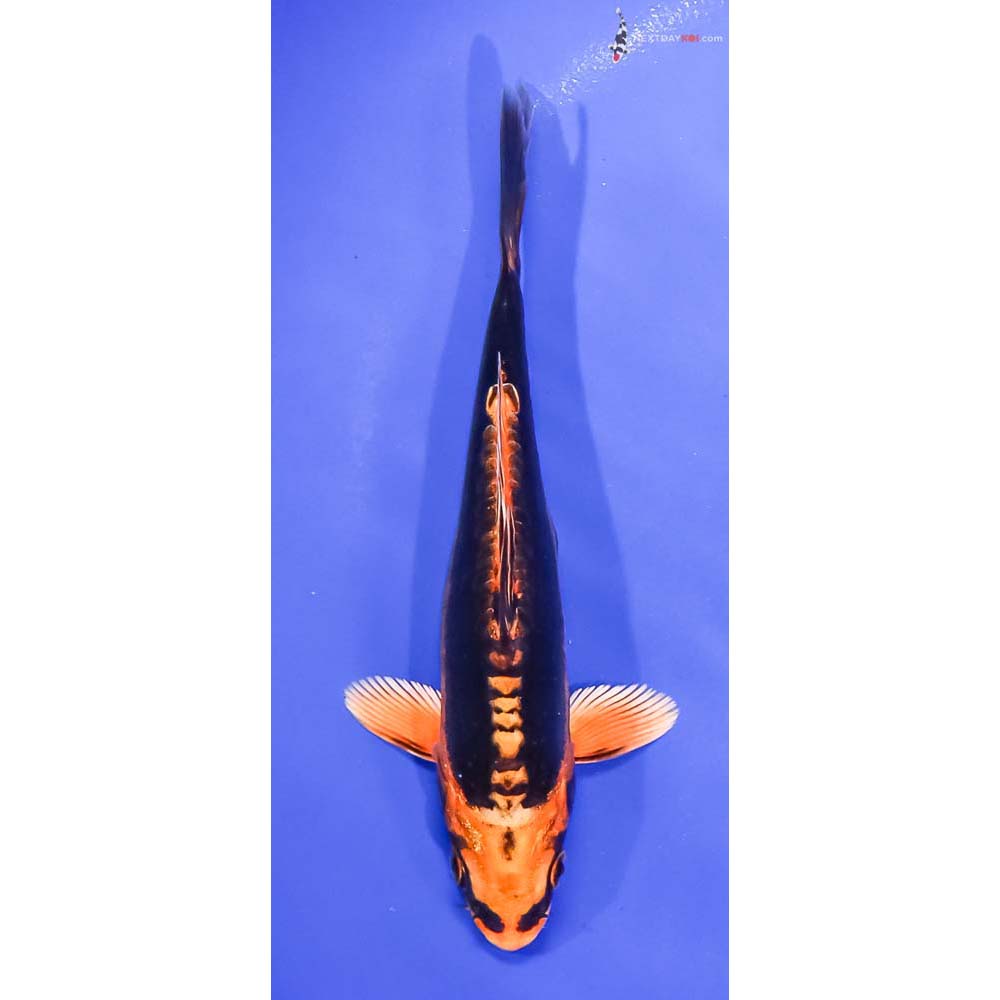 6” Imported Kin Kikokuryu