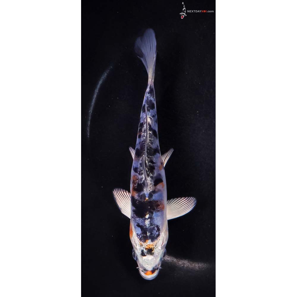 6” Imported Heisei Nishiki