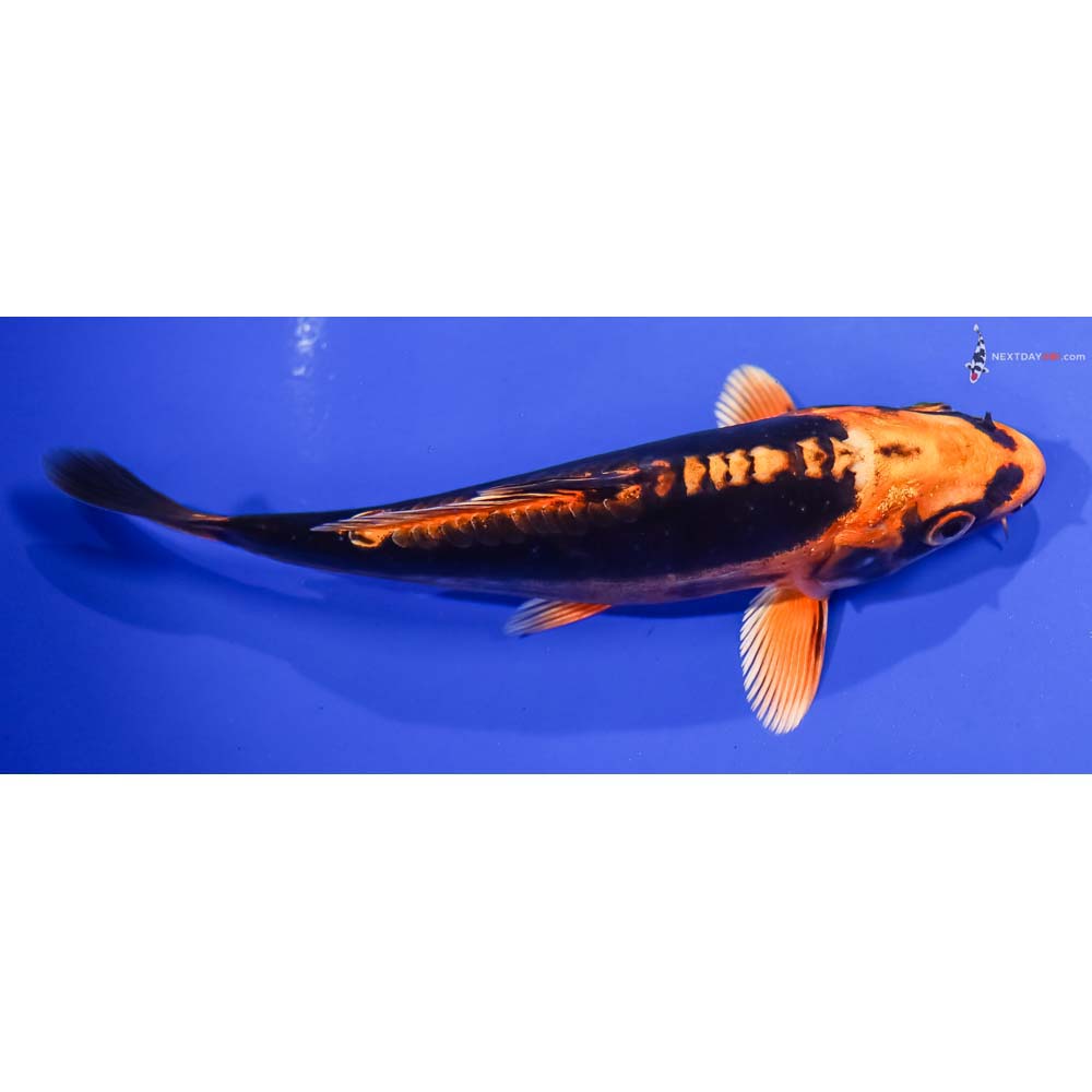 6” Imported Kin Kikokuryu