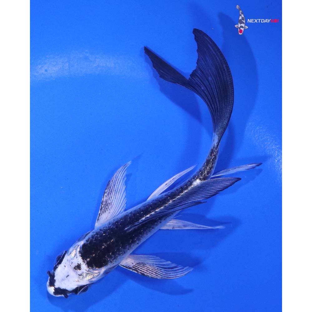 4.5” Imported Gin Matsuba Butterfly Koi
