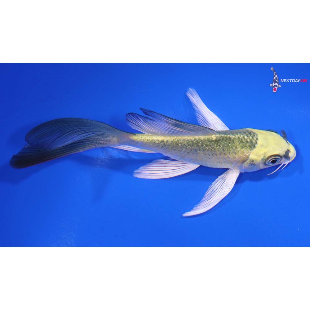 4.5” Imported Ki Matsuba Butterfly Koi