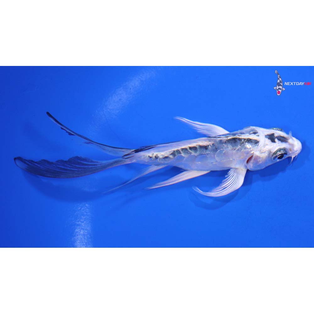 4.5” Imported Doitsu Blue Gin Matsuba Butterfly Koi