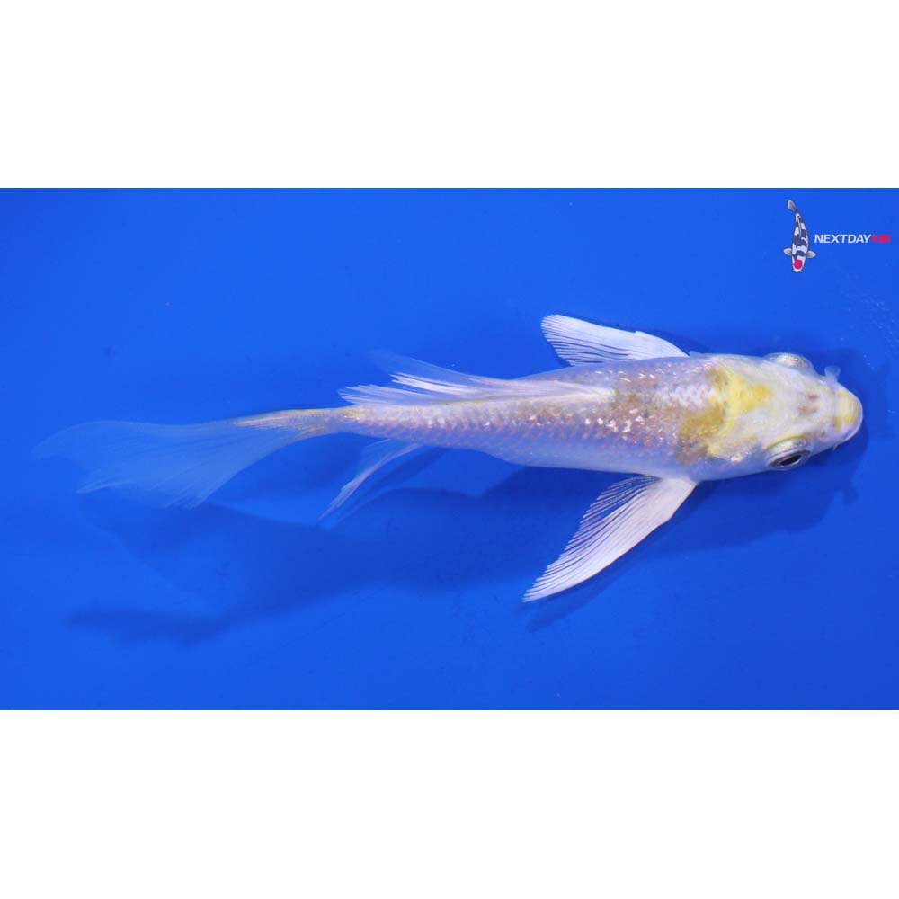 4.5” Imported Gin Rin Lemon Hariwake Butterfly Koi