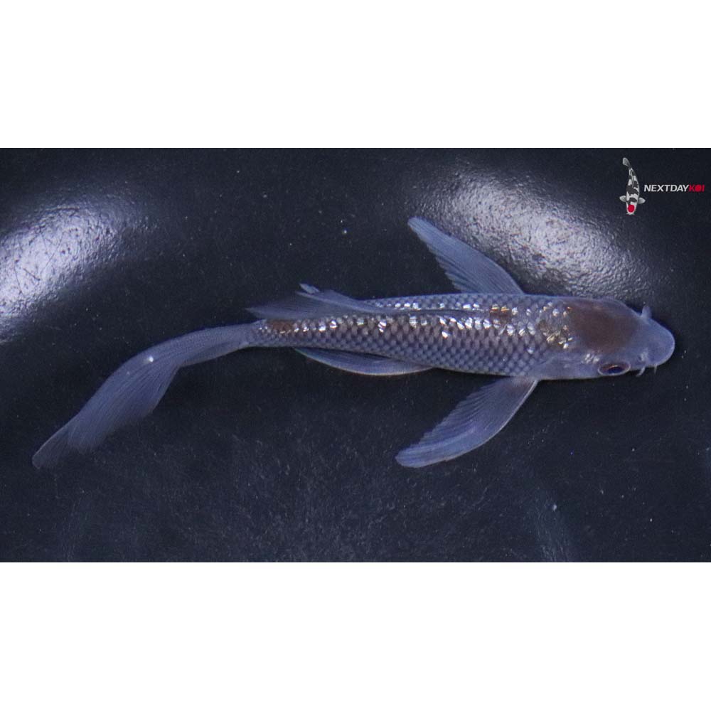 5” Imported Gin Rin Ochiba Shigure Butterfly Koi