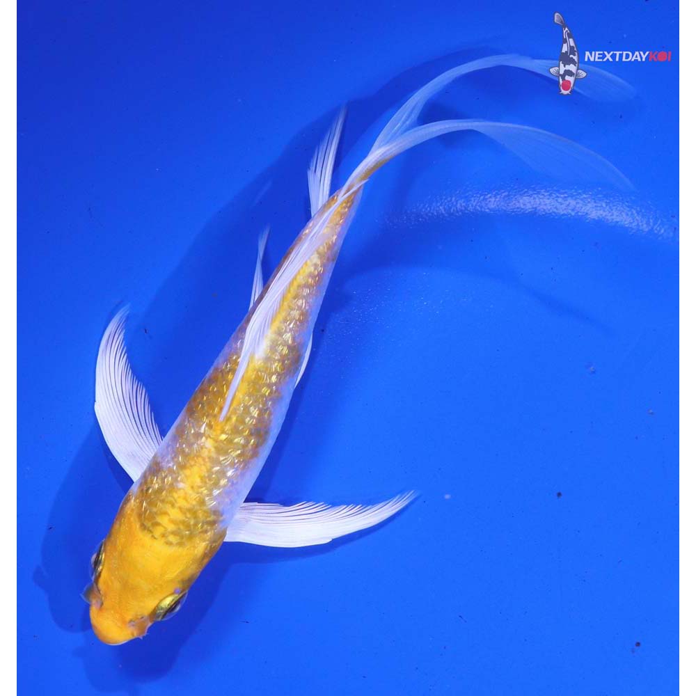 5.5” Imported Gin Rin Lemon Hariwake Butterfly Koi