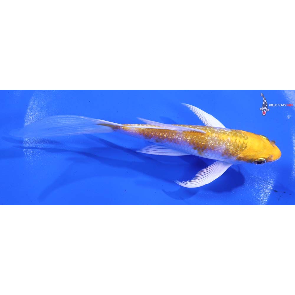 5.5” Imported Gin Rin Lemon Hariwake Butterfly Koi