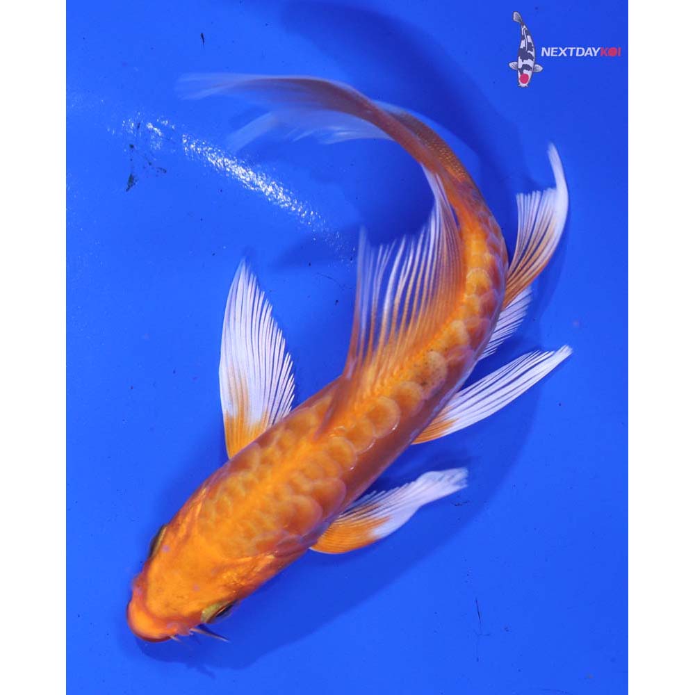 5” Imported Doitsu Orenji Ogon Butterfly Koi