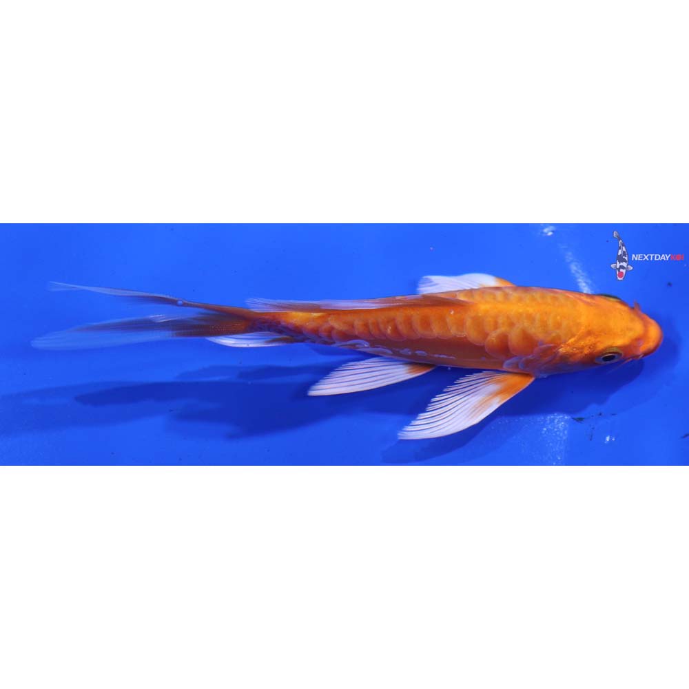 5” Imported Doitsu Orenji Ogon Butterfly Koi