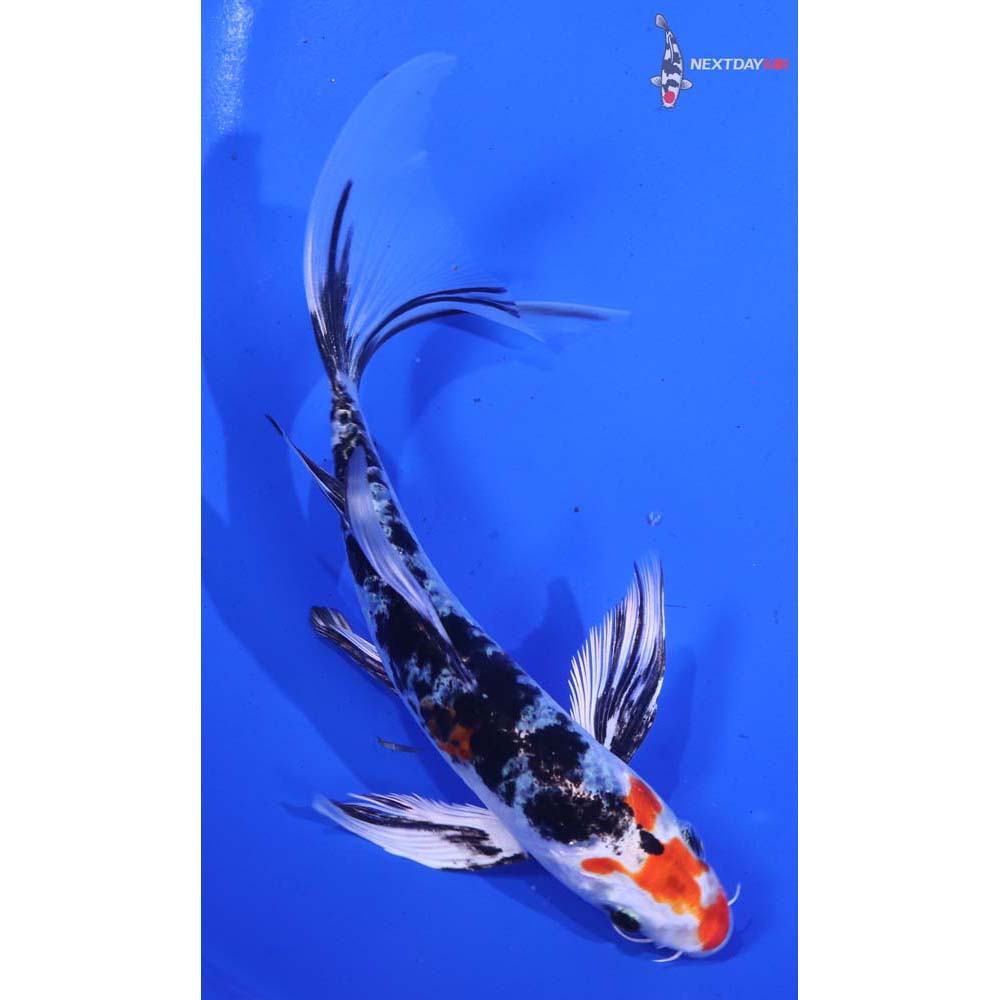 6” Imported Yamato Nishiki Butterfly Koi