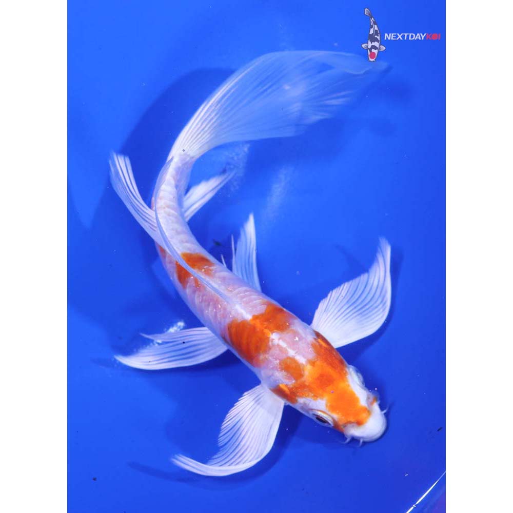 6” Imported Armor Scaled Hariwake Butterfly Koi