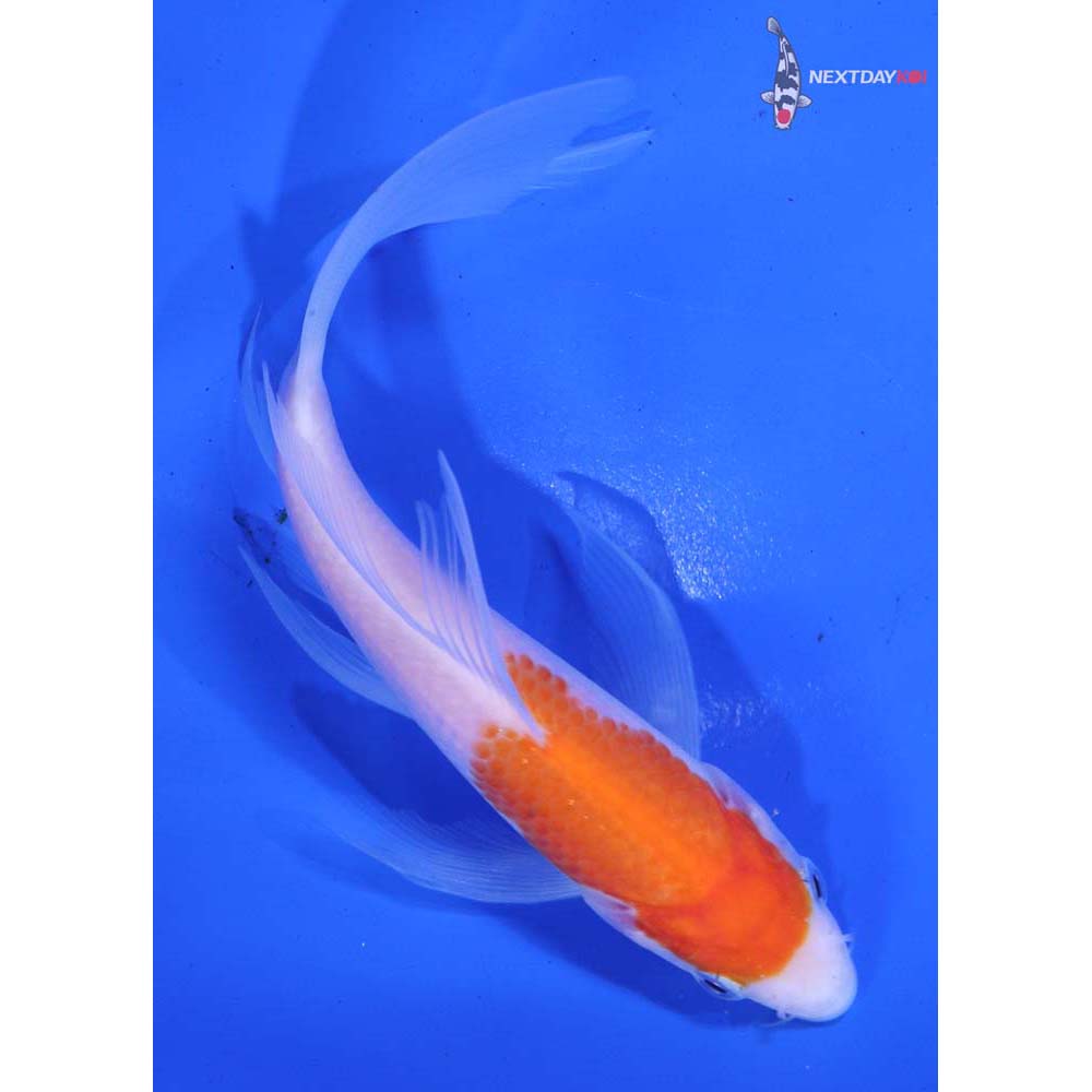 5.5” Imported Kohaku Butterfly Koi