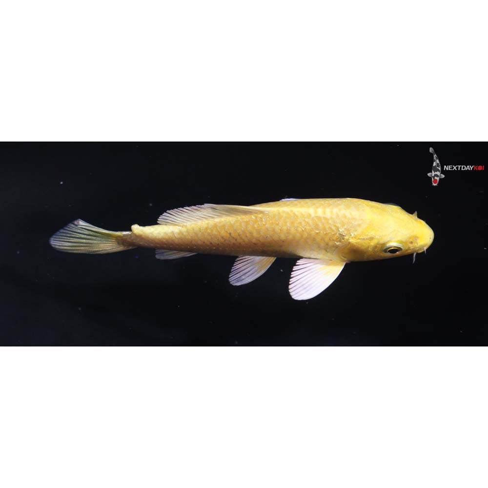 4” Imported Yamabuki Ogon