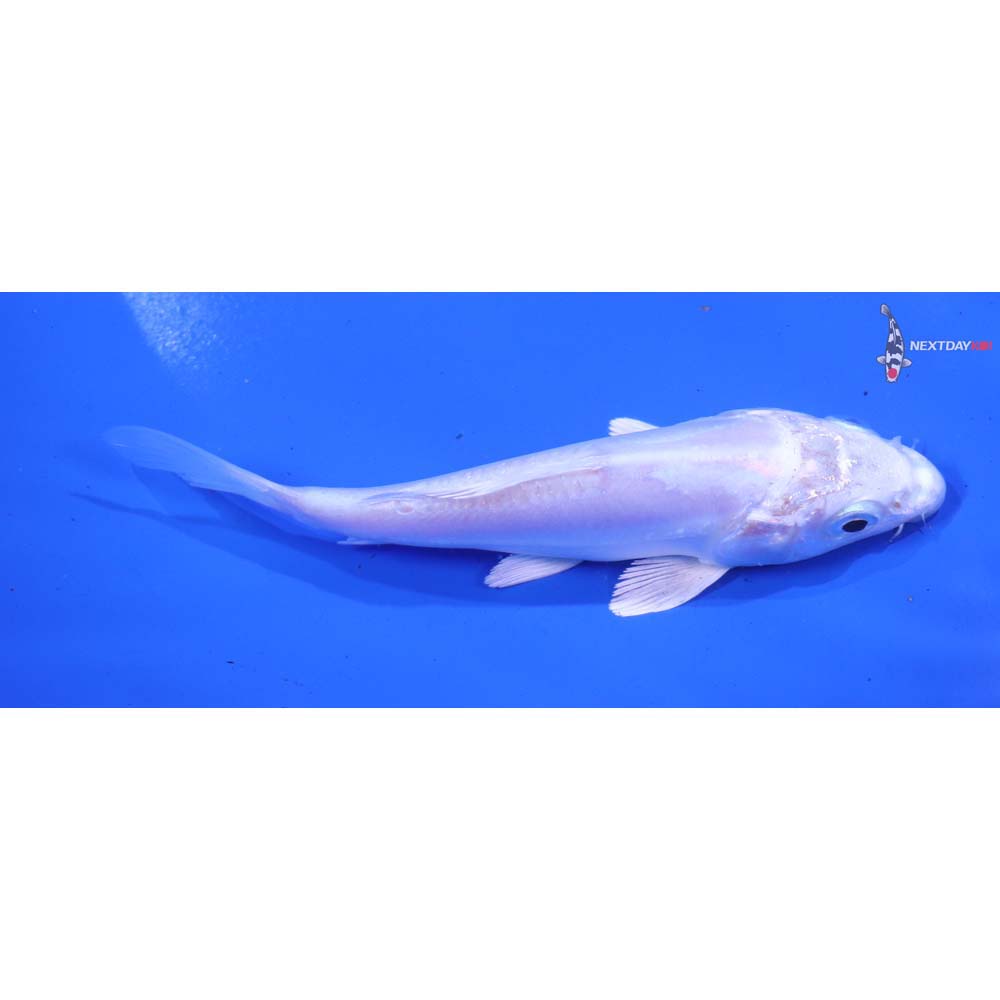 4.5” Imported Doitsu Platinum Ogon