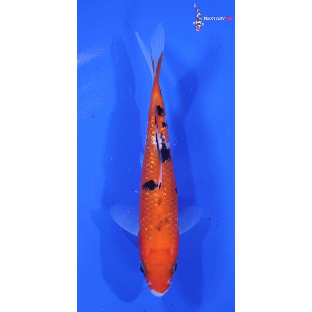 4.5” Imported Sanke