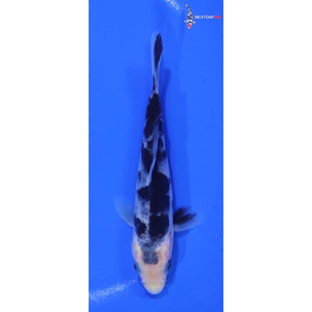 5” Imported Shiro Bekko