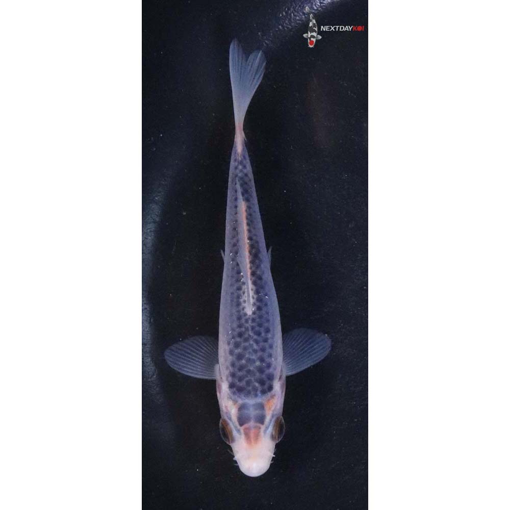 3.5” Imported Asagi