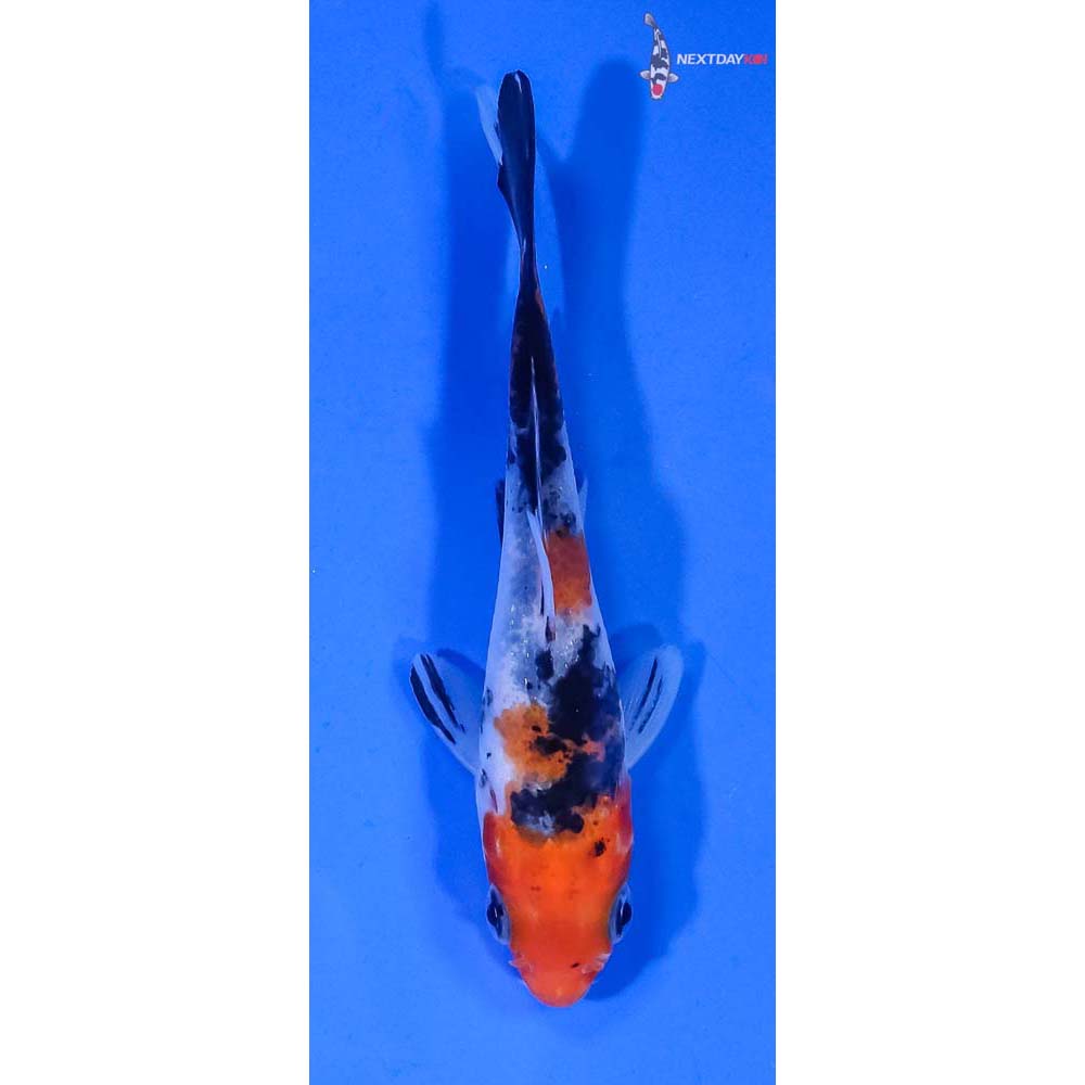 3.5” Imported Sanke