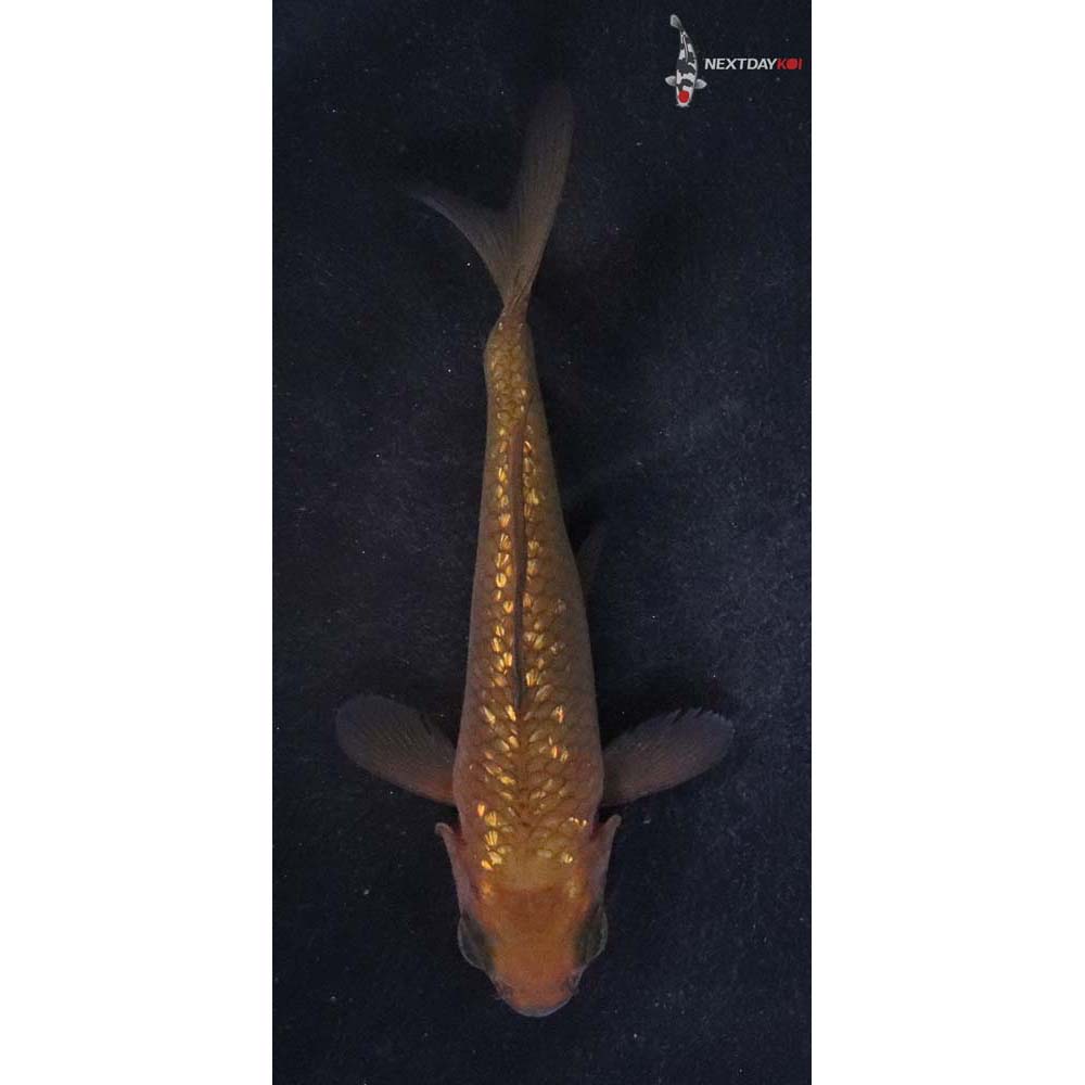 4” Imported Gin Rin Chagoi