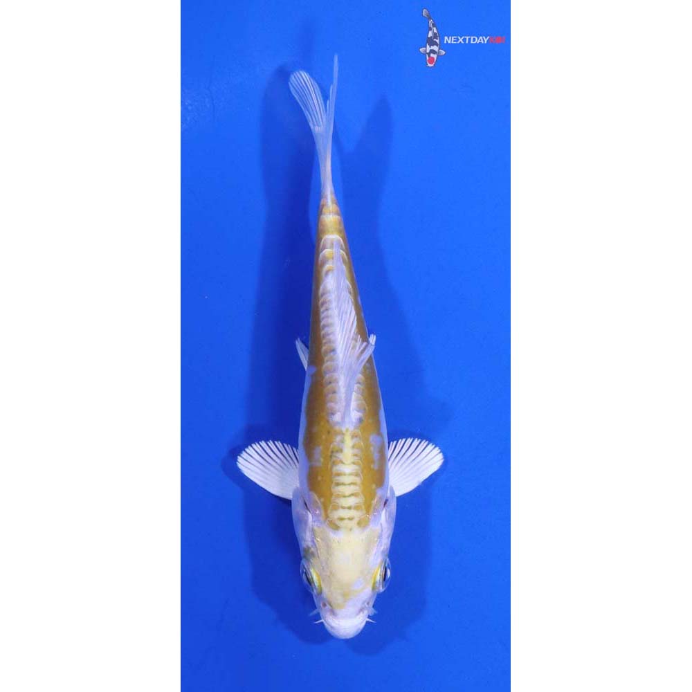 4” Imported Doitsu Lemon Hariwake