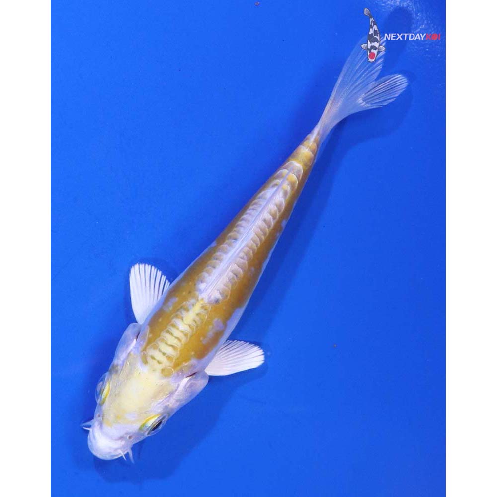 4” Imported Doitsu Lemon Hariwake