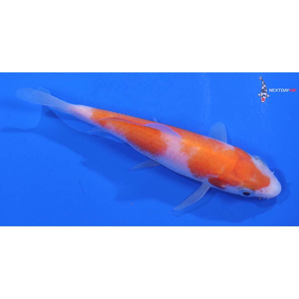 4” Imported Kohaku