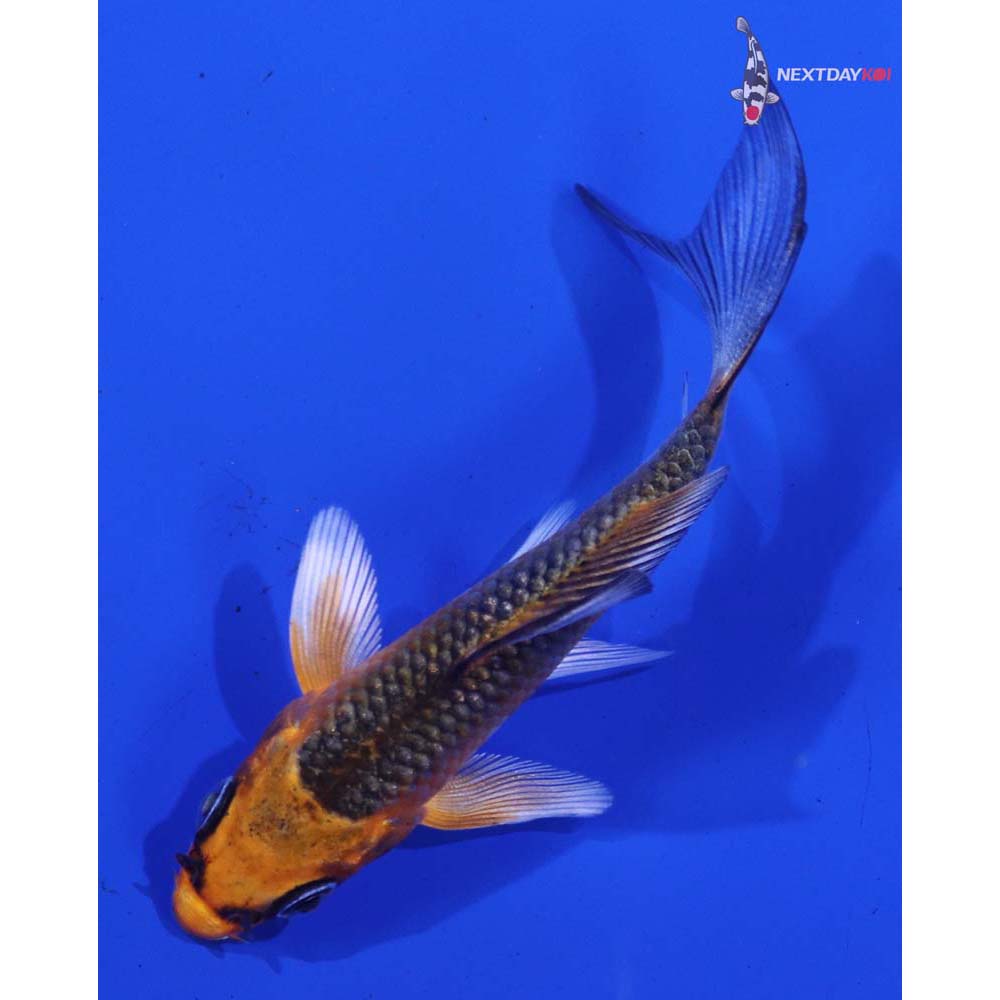 3” Imported Kujaku Butterfly Koi
