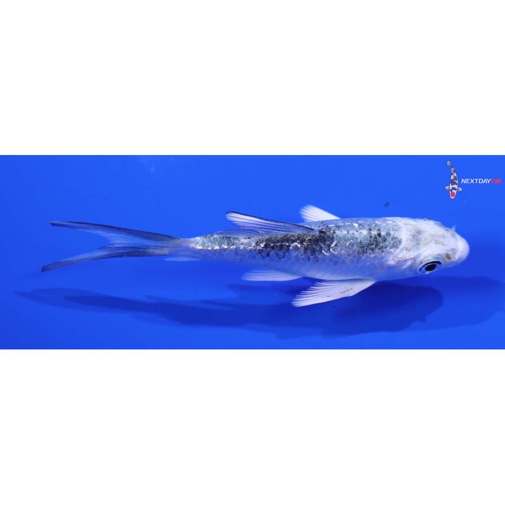 3” Imported Gin Rin Gin Shiro Bekko Butterfly Koi
