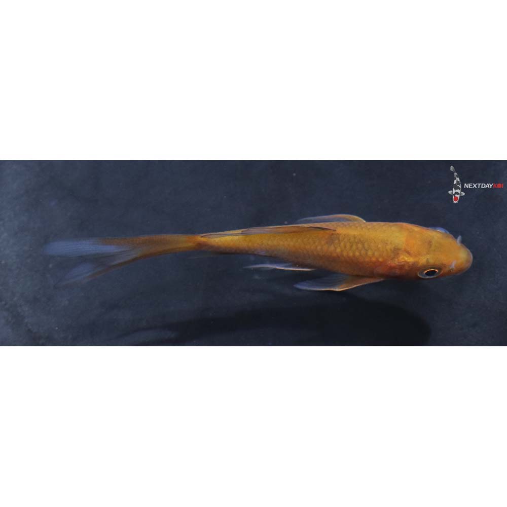 3.5” Imported Chagoi Butterfly Koi