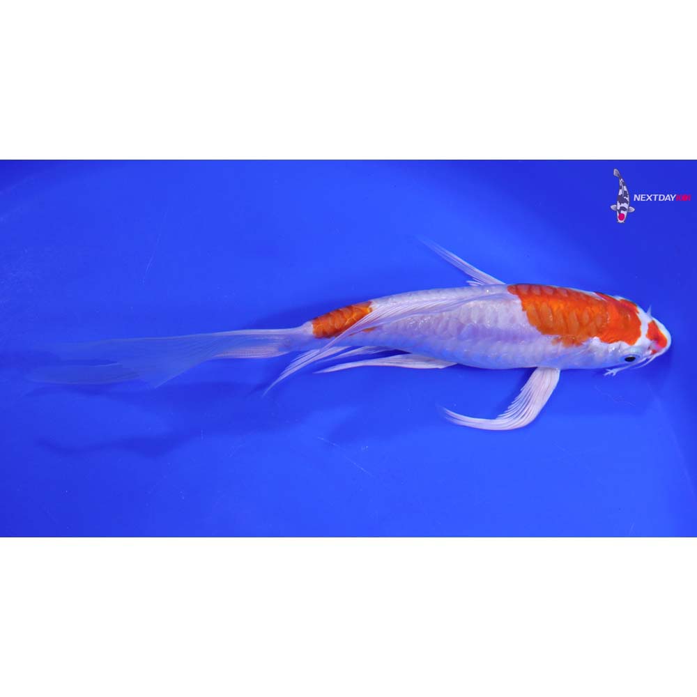 7.5” Imported Kikusui Butterfly Koi