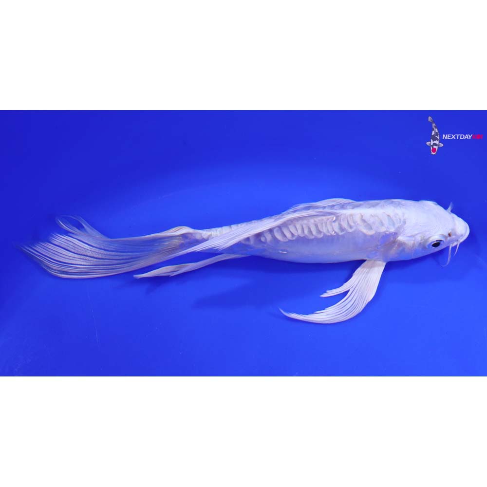 7.5” Imported Doitsu Platinum Ogon Butterfly Koi