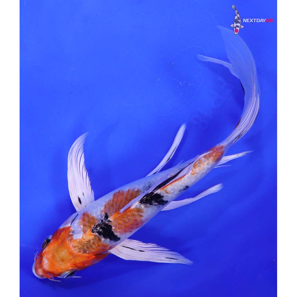 7.5” Imported Yamato Nishiki Butterfly Koi