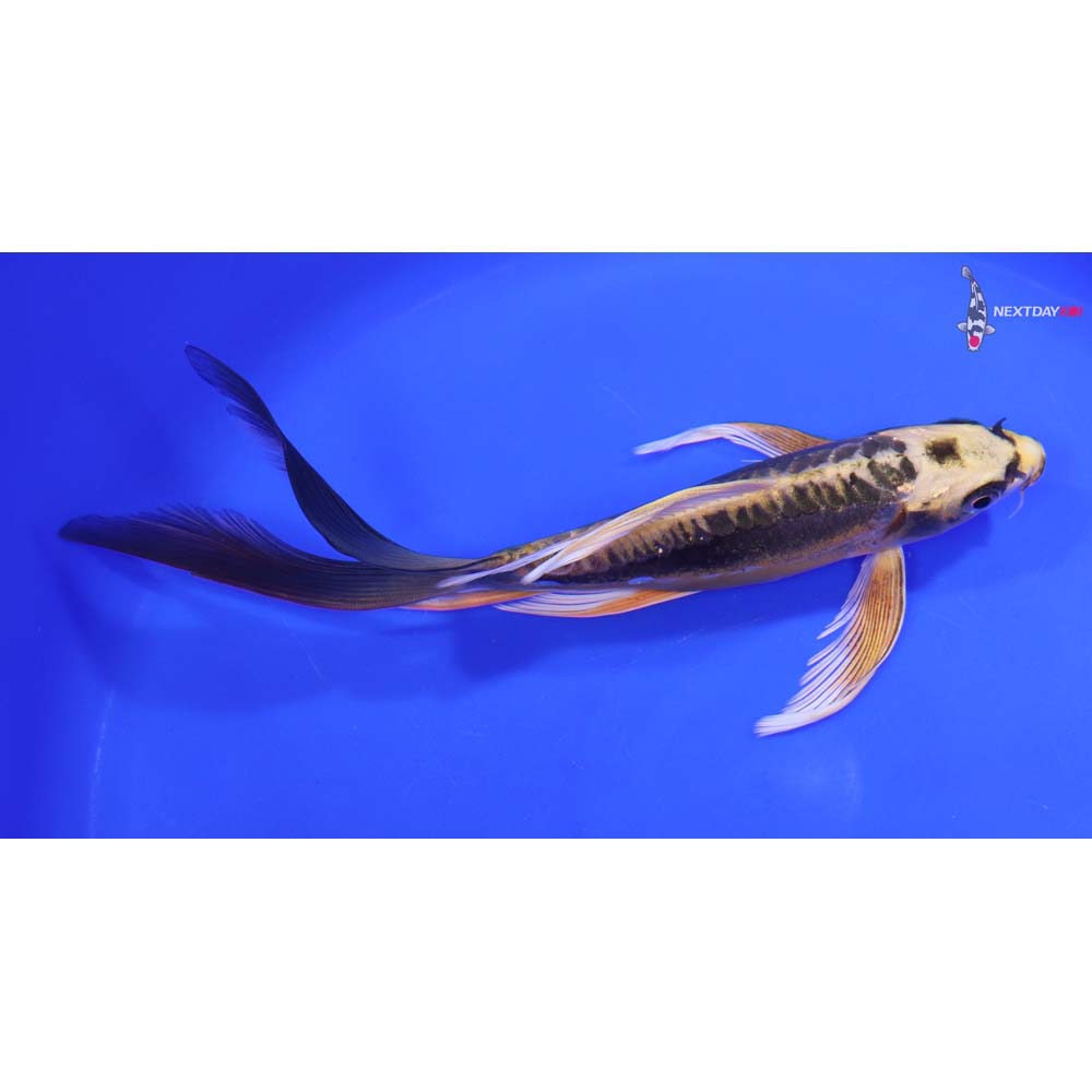 8” Imported Kin Kikokuryu Butterfly Koi