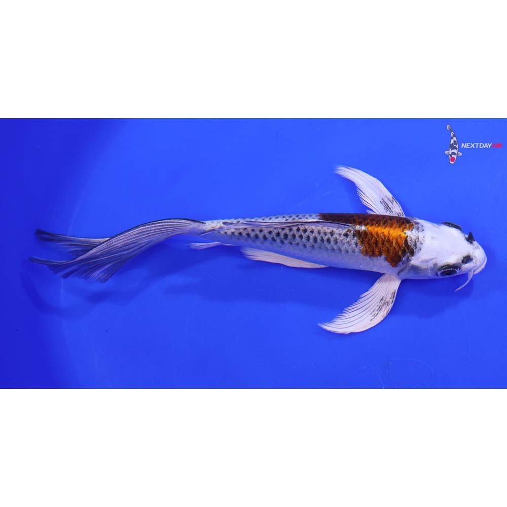 8” Imported Kujaku Butterfly Koi