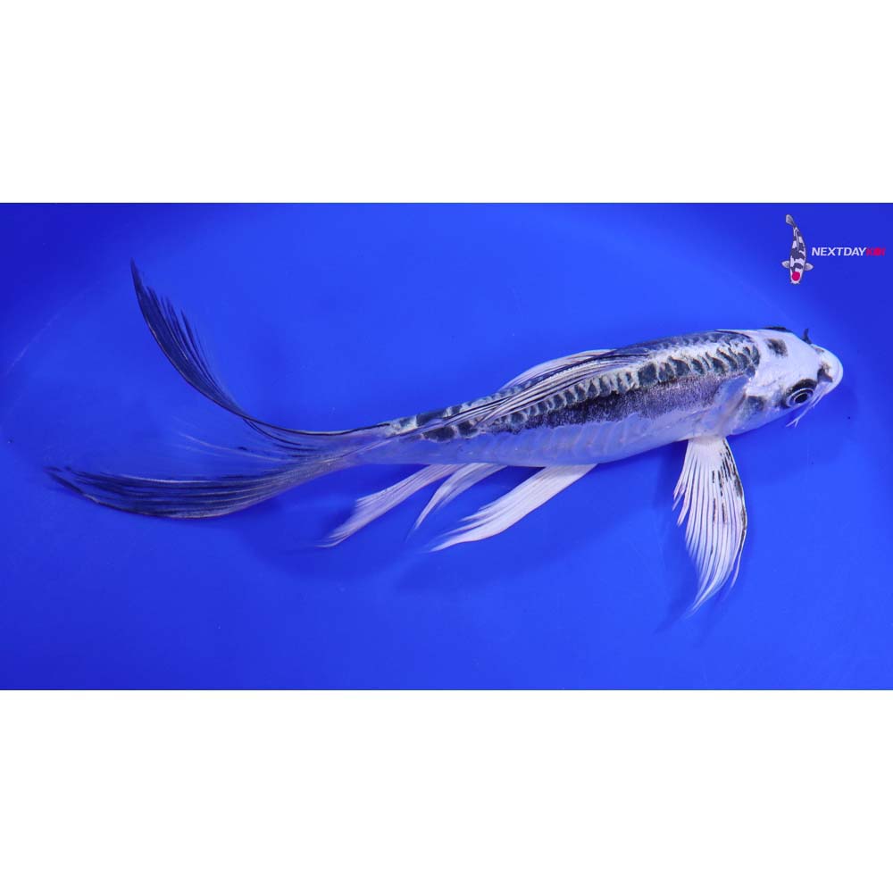 8.5” Imported Kikokuryu Butterfly Koi
