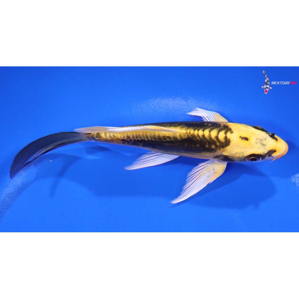 5” Imported Kin Kikokuryu Butterfly Koi