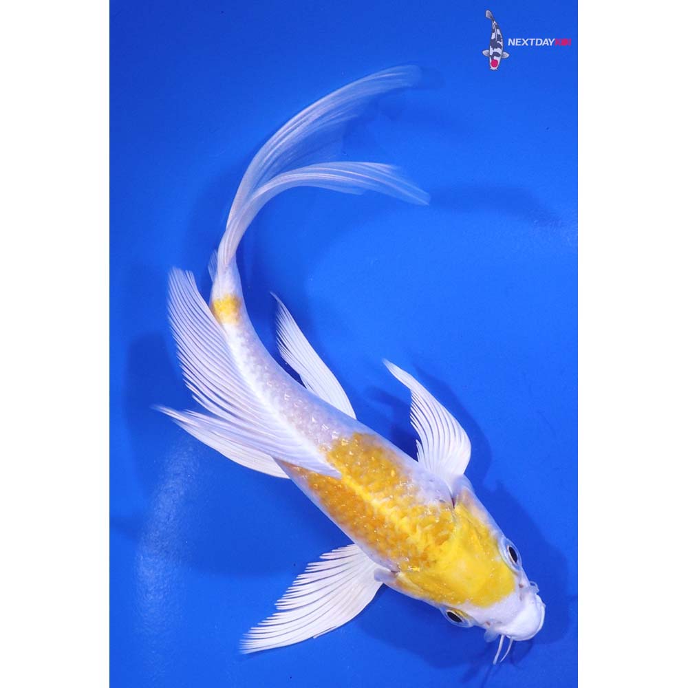 6” Imported Lemon Hariwake Butterfly Koi