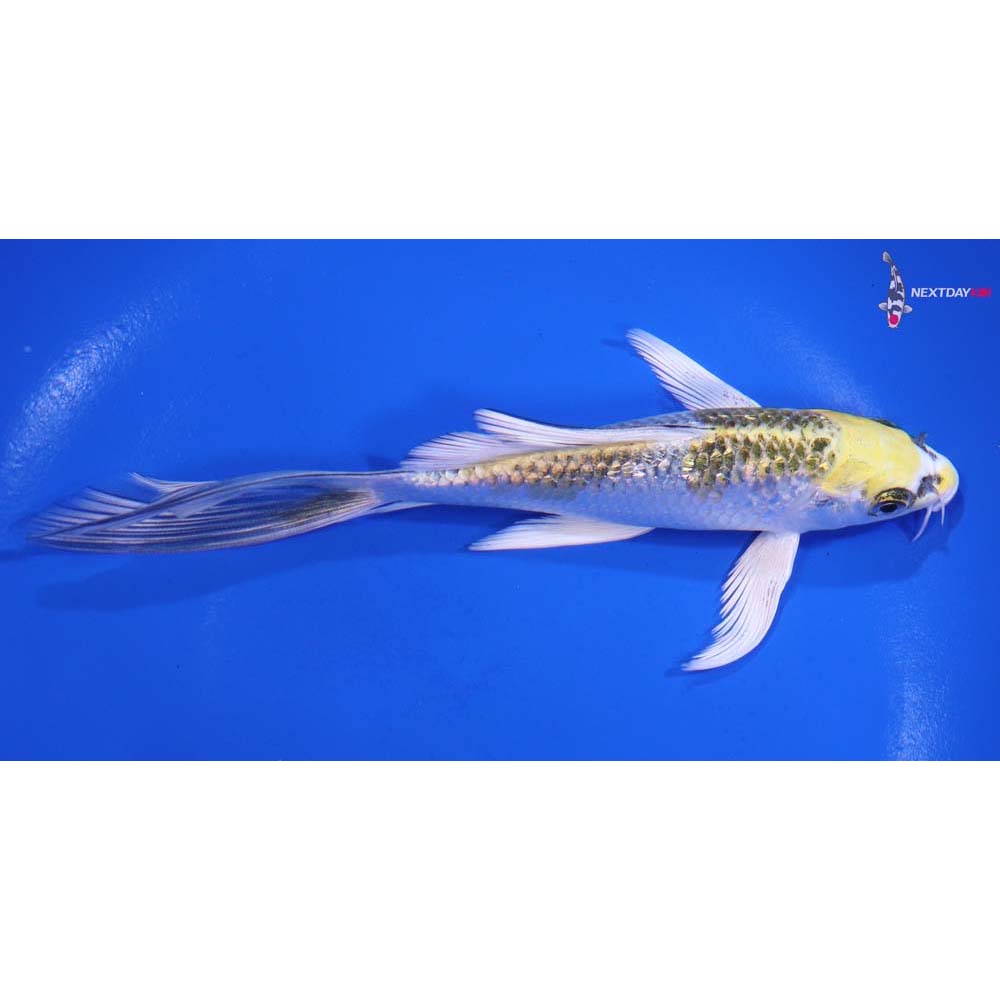 6” Imported Gin Rin Kujaku Butterfly Koi