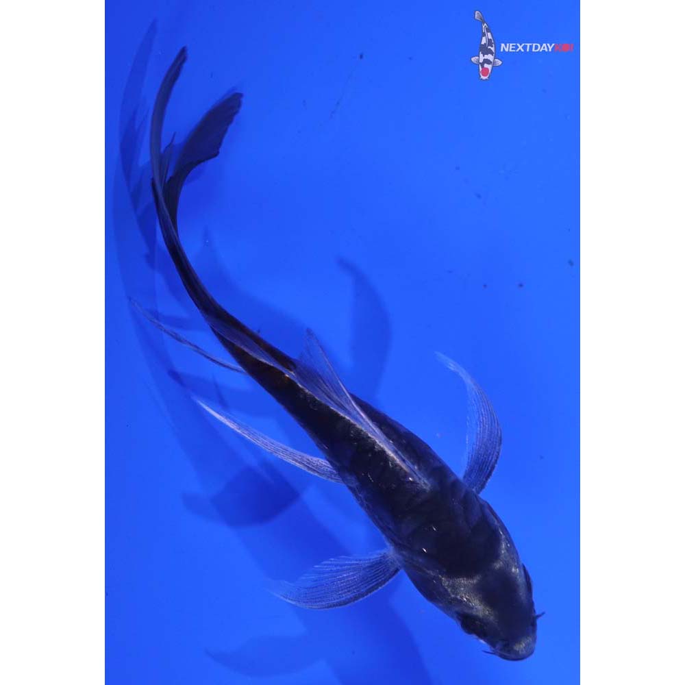 4.5” Imported Beni Kumonryu Butterfly Koi