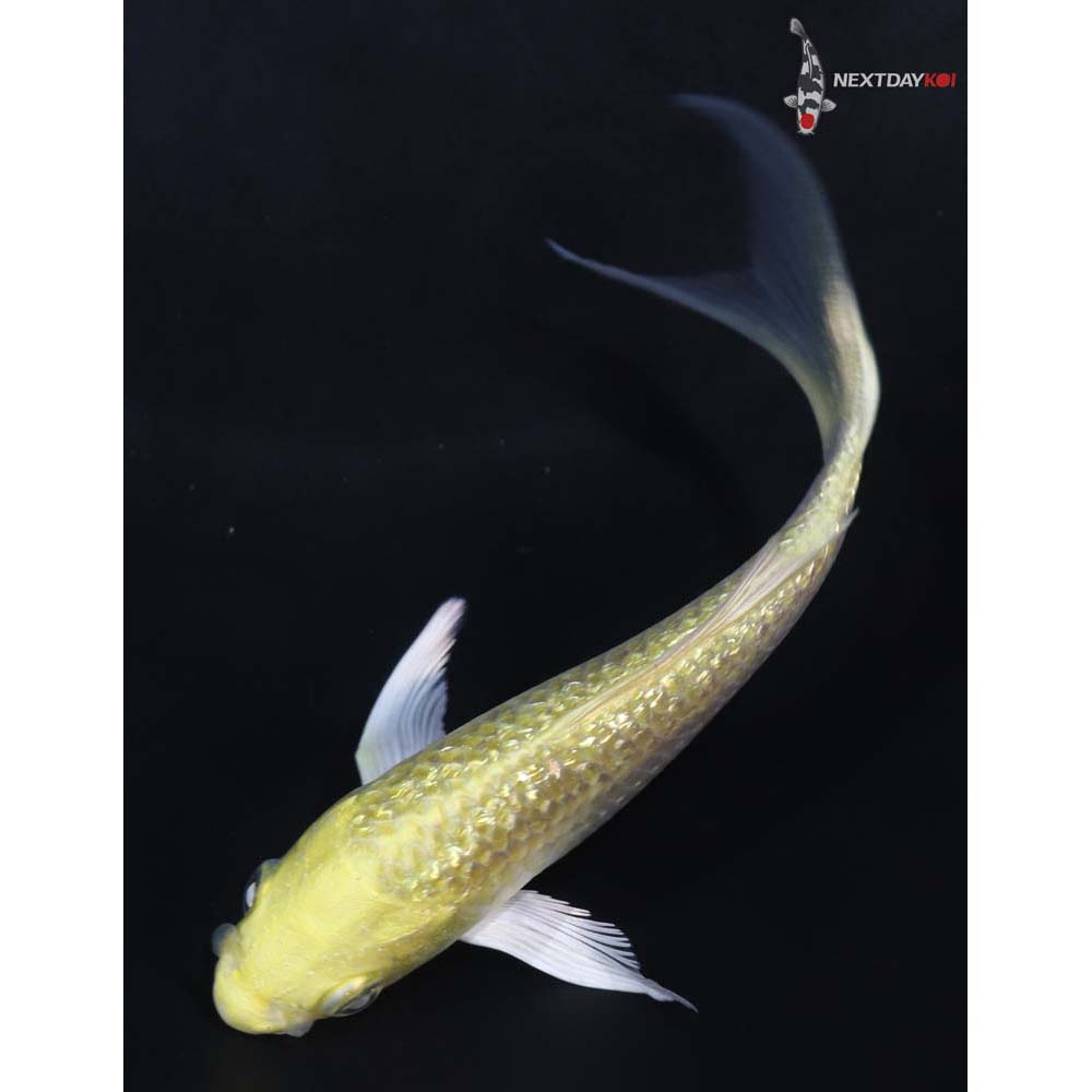 4.5” Imported Gin Rin Yamabuki Ogon Butterfly Koi