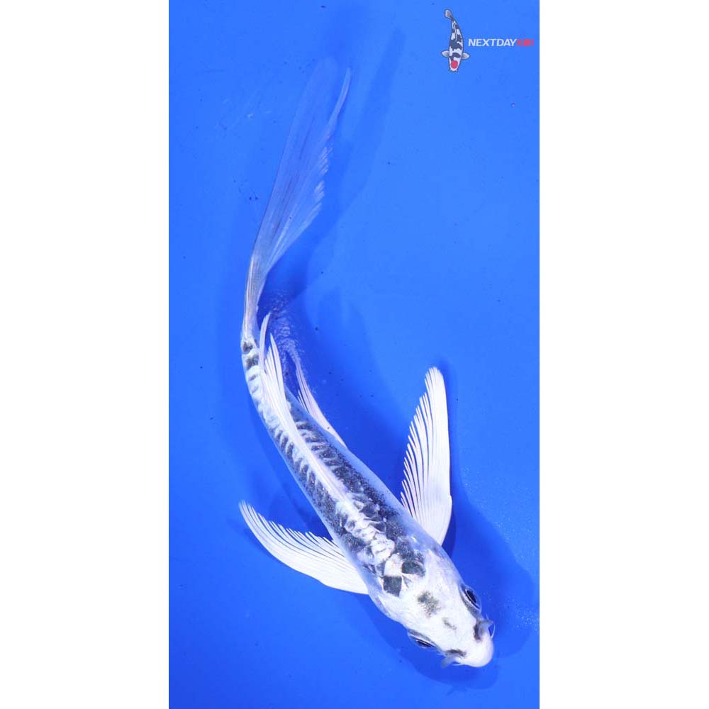 5” Imported Kikokuryu Butterfly Koi