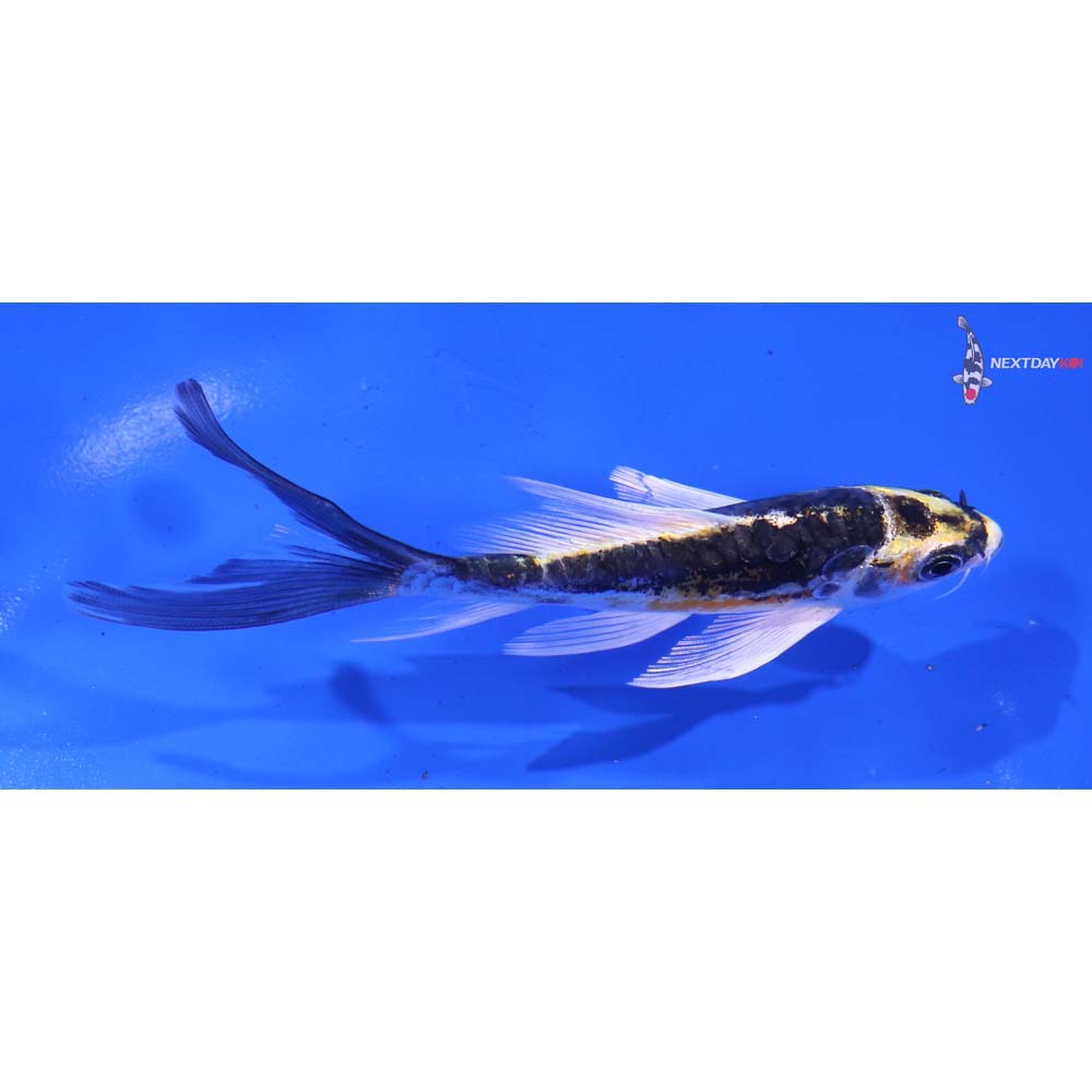 5” Imported Kin Kikokuryu Butterfly Koi