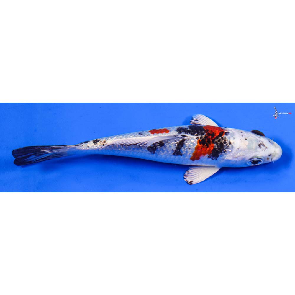 5” Imported Gin Rin Yamato Nishiki