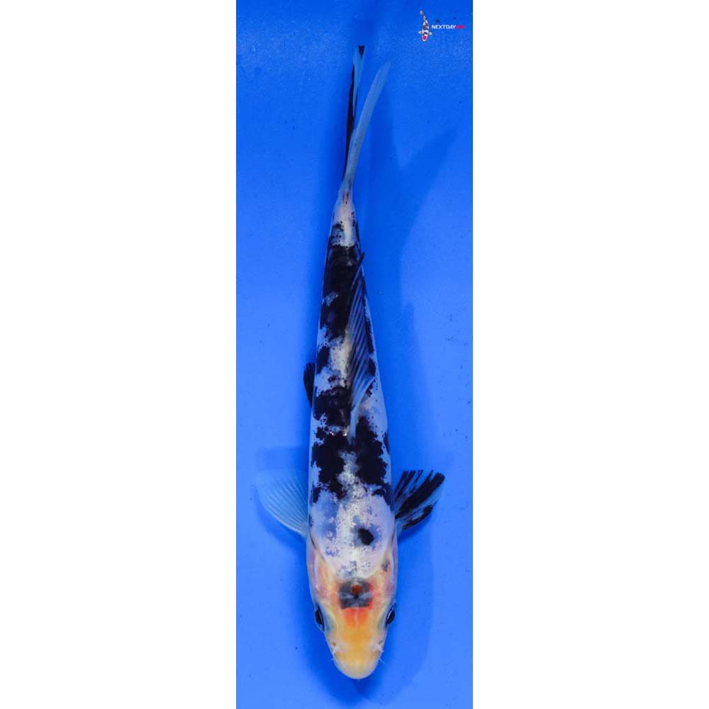 5” Imported Doitsu Shiro Bekko