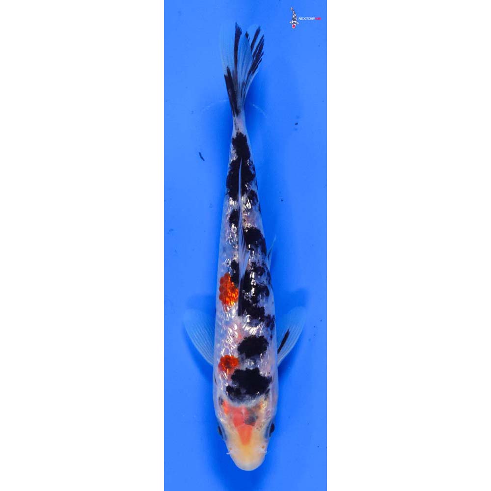 5.5” Imported Gin Rin Sanke