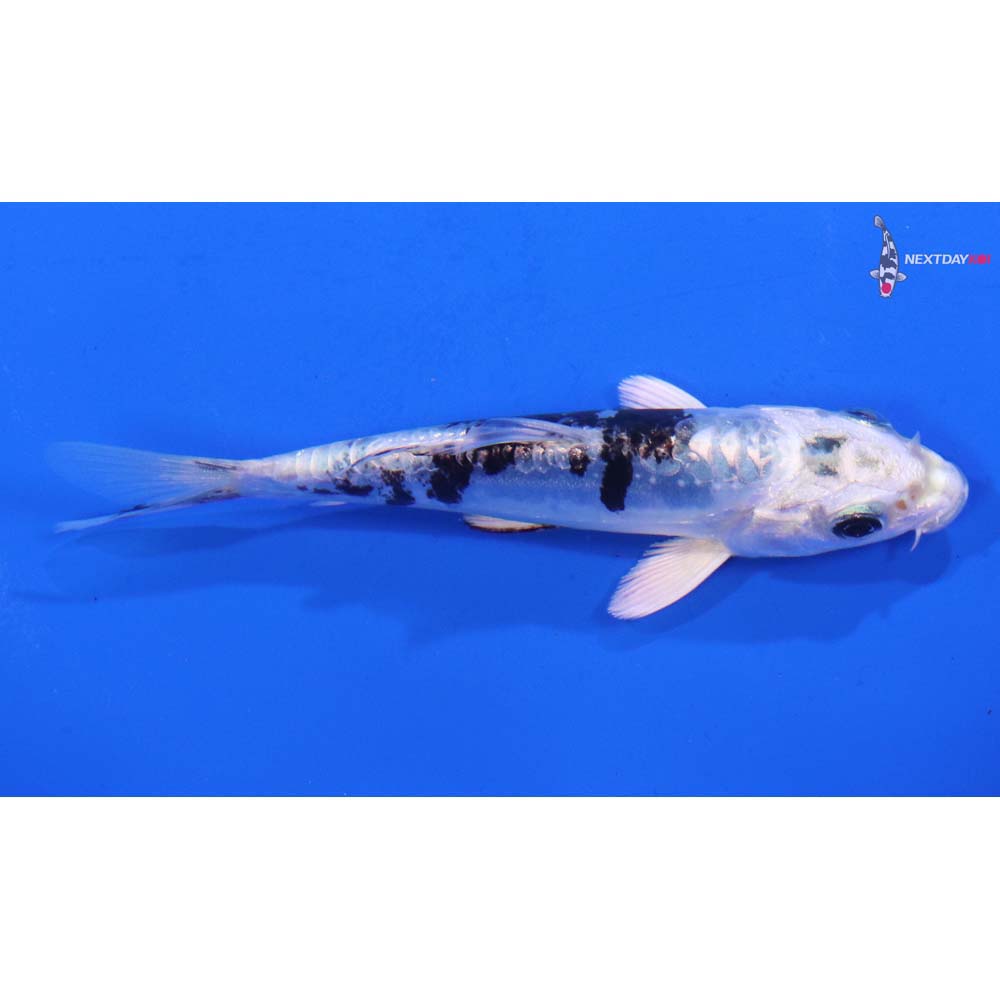 4” Imported Doitsu Gin Shiro Bekko