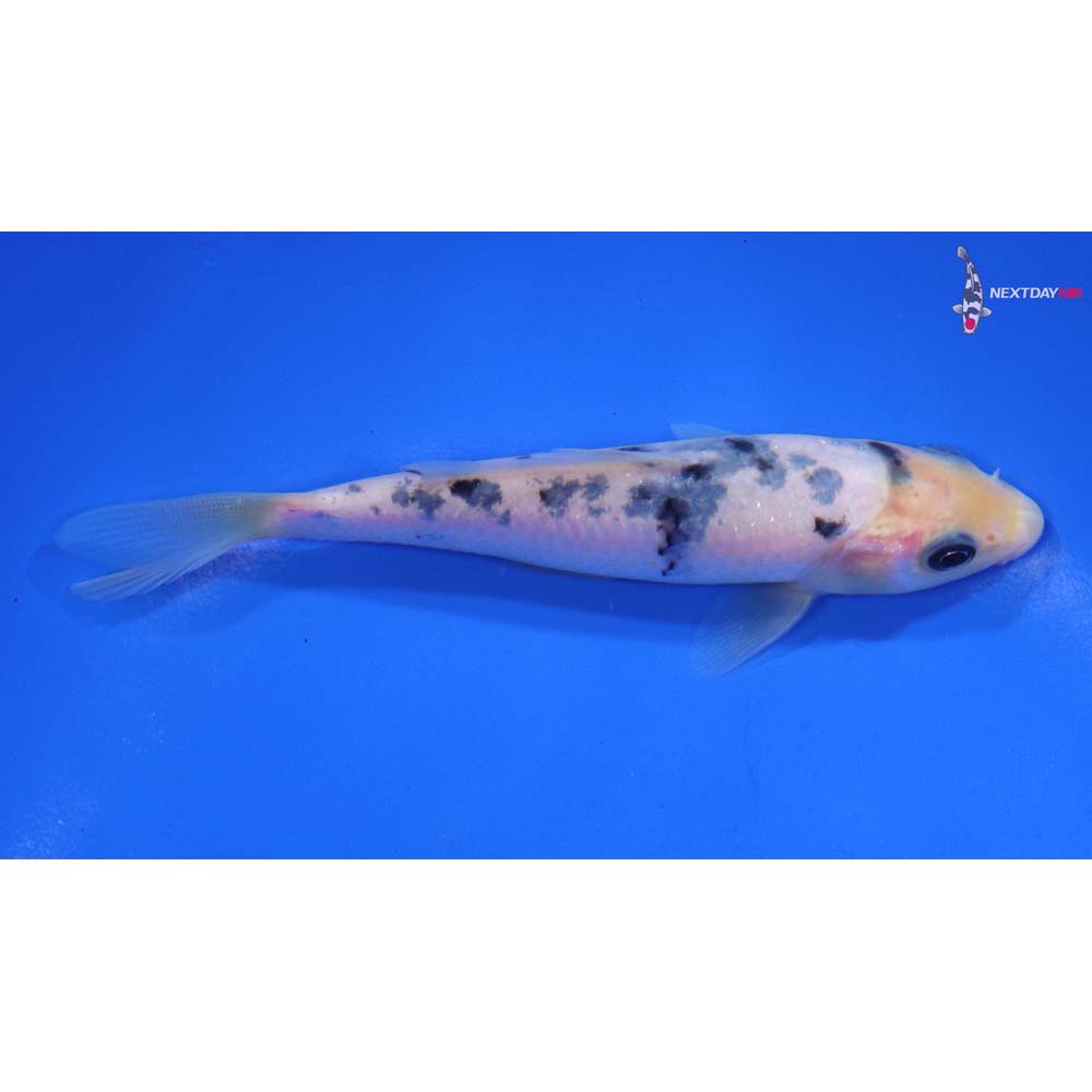 4.5” Imported Shiro Bekko