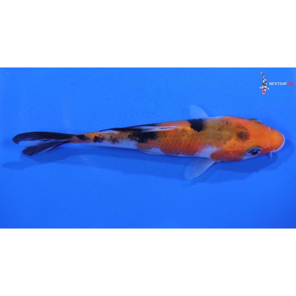 4.5” Imported Sanke