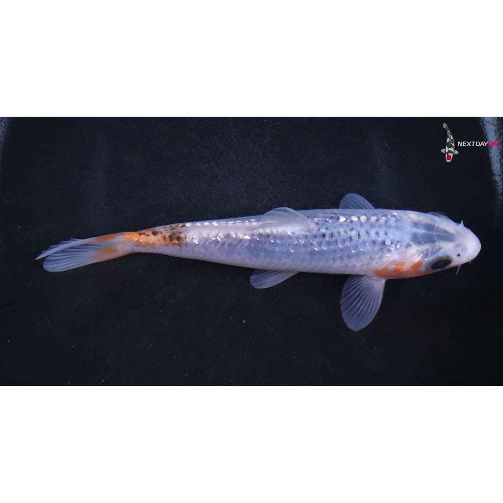 5” Imported Gin Rin Asagi